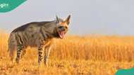 Tension as Hyena escapes from Jos wildlife park in Plateau