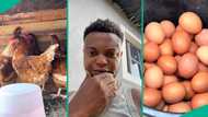 Young Nigerian man who started noiler chicken poultry shows many eggs he got after few months