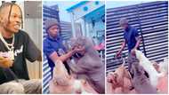 Video captures moment Naira Marley's huge dogs welcomed singer home