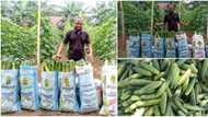 Nigerian graduate who went into farming full-time breaks internet with the massive cucumber he harvested