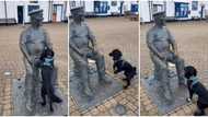 Excited dog plays with a statue of man, jumps around it with yellow tennis ball, viral video melts hearts