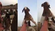 Boy Reenacts The Lion King With His Goat in Hilarious Video