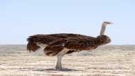 Le Top x des plus grands oiseaux du monde : les connaissez-vous ?