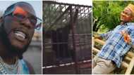 Free me: Burna Boy reacts to video of man shouting his name on sighting chimpanzee at a zoo