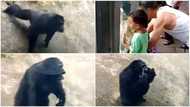Chimpanzee copies man's action, does press-ups in video, people say it behaves like human being