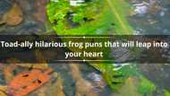 200+ toad-ally hilarious frog puns that will leap into your heart