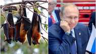 Russian invasion of Ukraine: Charity organisation rescues bats, protects them from bombs, people react