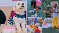 "God abeg, see dog birthday": Videos emerge as Nigerian man throws birthday party for his dog, invites people