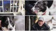 "Lost on a walk": Missing clever dog hands herself over to the police