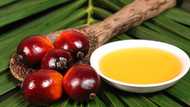 Using palm kernel oil for glowing and healthy light skin