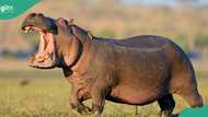 Deadly hippopotamus kills man in Adamawa beside river