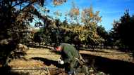 Black truffle production booms in Spain