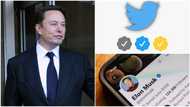 2023 elections: Twitter now has different verified badges & you need to know them to avoid misinformation