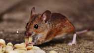 All the top details about hantavirus: symptoms, transmission, treatment, and prevention