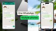 Companion mode and OTP: Steps to link your WhatsApp to 4 phones, iPhone to Android