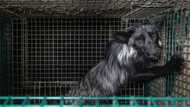 Activists slam conditions at Europe's fur farms, seek ban