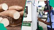 Marketers pushes cassava ethanol for petrol blending to cut fuel prices, boost farmers' earnings
