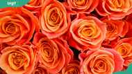 Orange roses meaning: What different rose colours mean