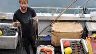 'Perfect storm': UK fishermen reel from octopus invasion