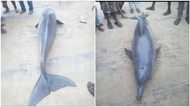 Beautiful sight of Dolphin seen in Odi, Bayelsa as people gather around it (photos)