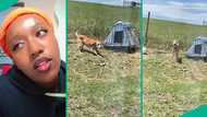 Lady peeps out of window to know why her dog suddenly started barking, laments over scary sight