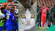 Nigeria vs Tanzania: Mysterious cat forecasts AFCON 2025 outcome
