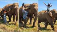 "How do you get down?" Fearless lady climbs the back of friendly elephant, rides it like horse in TikTok video