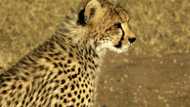 African cheetahs to be spotted soon in India thanks to Namibia deal