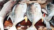 Faroe Islands, Mauritania list of 9 countries Nigeria imported N123.8 billion worth of fish in 6 months