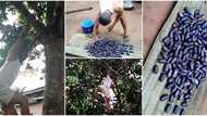 Nigerian man shows off massive pears he plucked in his compound after fruit seller insulted him, people react