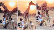 "Paradise on earth": Lady interacts with two giraffes, feeds them like humans in viral video