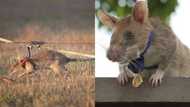 Heroic rat that received gold medal for detecting explosives retires from active service after saving lives