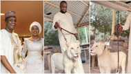 President Buhari’s son-in-law Ahmed Indimi shows off new pet lion