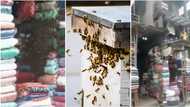 Pour anointing oil: People shout in confusion as stunning video shows plenty bees taking over a shop in Lagos