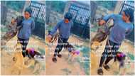 Dogs jump up happily, surround lady as she visits her elder brother in sweet viral video