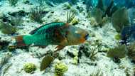 World's oceans set new surface temperature record: EU monitor