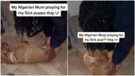 You're healed in Jesus name: Nigerian mother prays for sick dog in viral video, stirs reactions