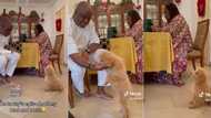 "It is well trained": Dog smartly obeys orders of Nigerian boss, netizens marvel at viral video