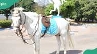 Nigerian army conducts full military burial for late mascot horse