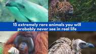 Top 15 extremely rare animals that are almost extinct