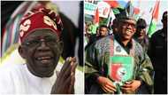 Tinubu or Peter Obi? Atiku Ruled Out as Stears' Poll Predicts Winner of Nigeria's 2023 Presidential Election