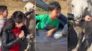 "This boy is an angel": Little kid in tears, screams as cow grips his mother's fist in video