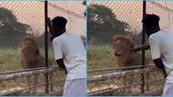 Ghanaian man attempts to interview lion, hurries off as the animal stares at him, video sparks reactions