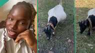 "She has given birth 6 times" - Pregnant goat in school campus goes viral because of her fertility