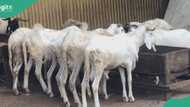 Eid-el-Kabir: 2 men steal rams in Abuja few days to Sallah