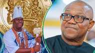 "I'm disappointed": Top obidient calls out Peter Obi for failing to celebrate Ooni of Ife at 50