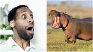 Miraculous escape as 2-year-old boy survives after being swallowed by hippopotamus