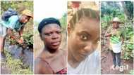 5 Nigerian youths who are making it in agriculture with their farmlands, one of them made N10m