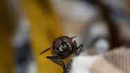 Voici comment fabriquer un piège à mouche maison efficace