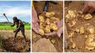 "Where is this place?" Man digs ground with shovel, picks plenty precious stones that look like gold